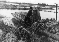 芦沼の農作業様子